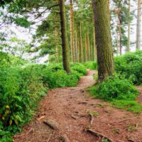 footpatch in woodland, North York Moors