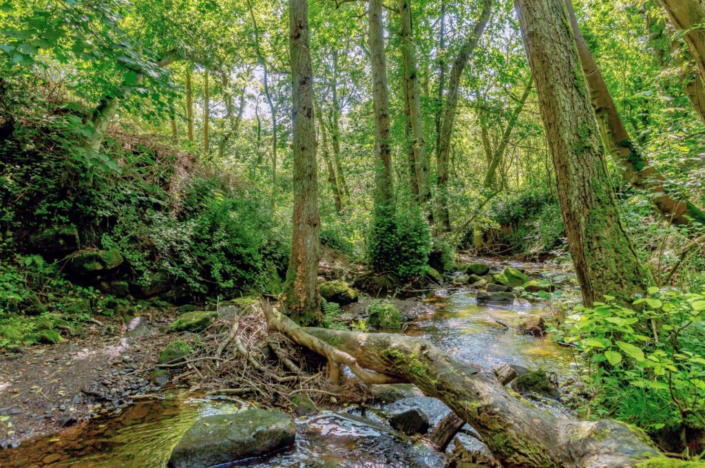 woodland stream