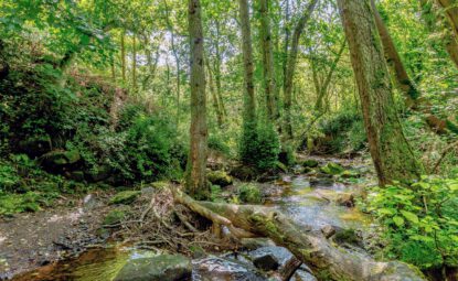 woodland stream