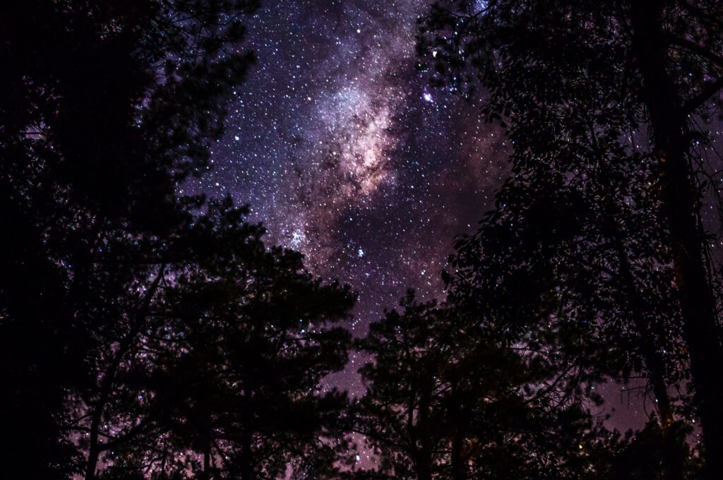 View of starry sky through woodland trees